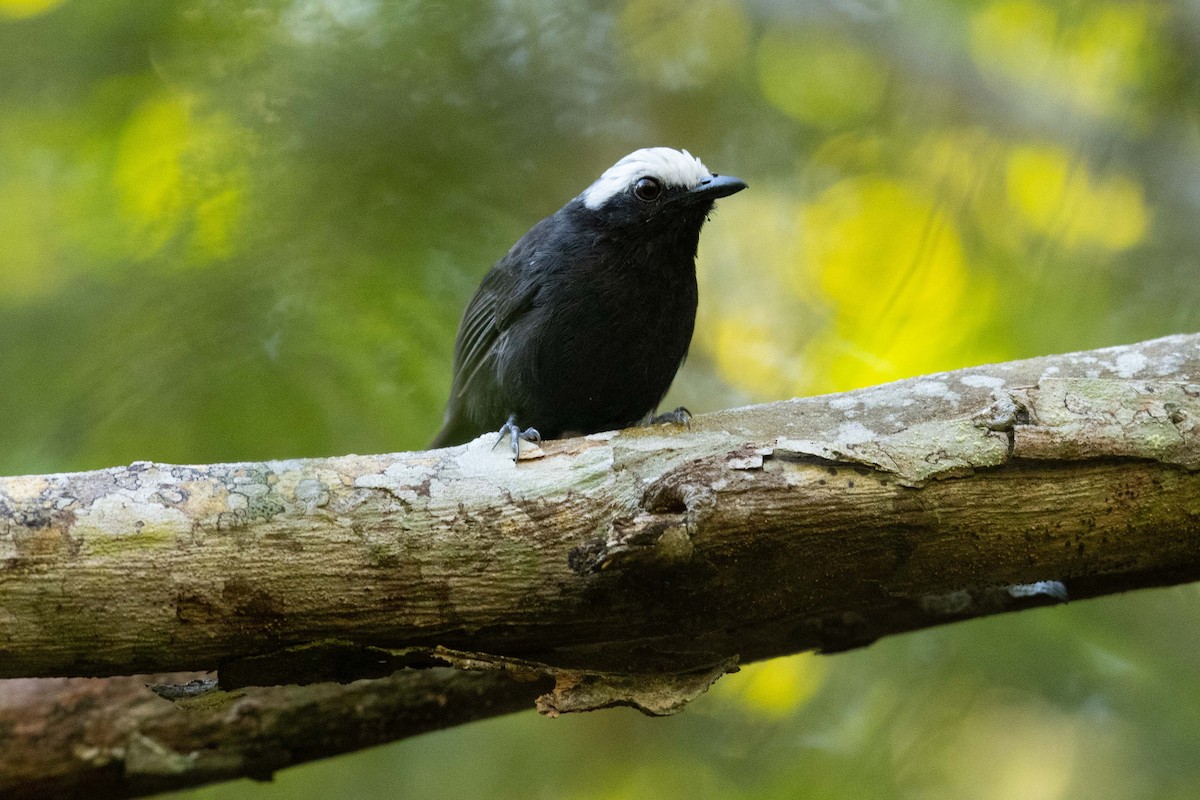 White-browed Antbird - Eric VanderWerf