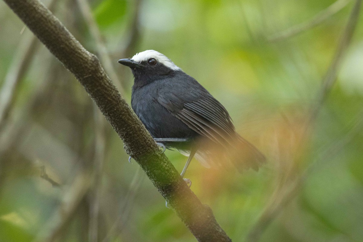 White-browed Antbird - Eric VanderWerf