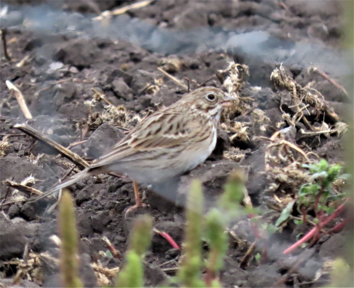 Vesper Sparrow - ML492931261