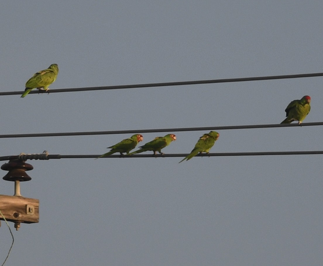 Red-masked Parakeet - ML492931411