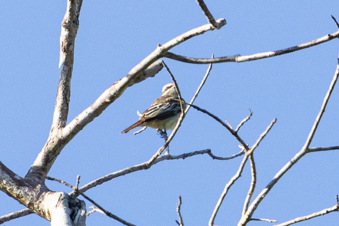 Variegated Flycatcher - ML492931941