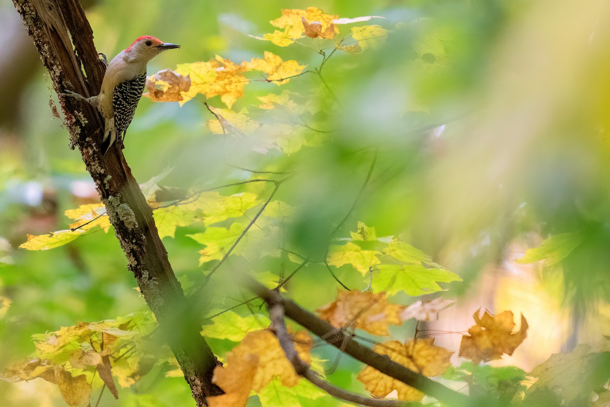 Red-bellied Woodpecker - ML492932031