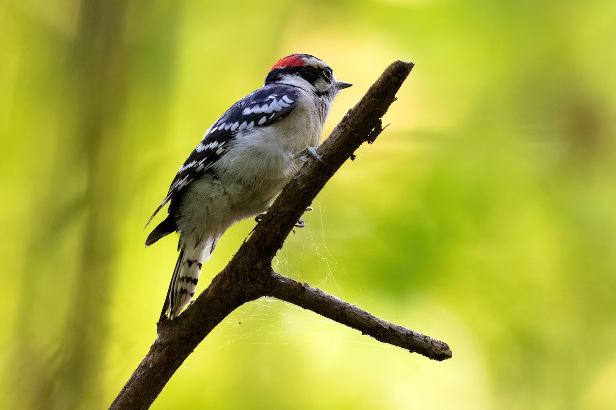 Downy Woodpecker - ML492932171