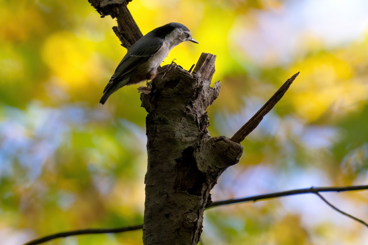 White-breasted Nuthatch - ML492932411