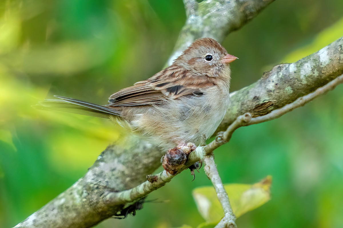 Field Sparrow - ML492932421