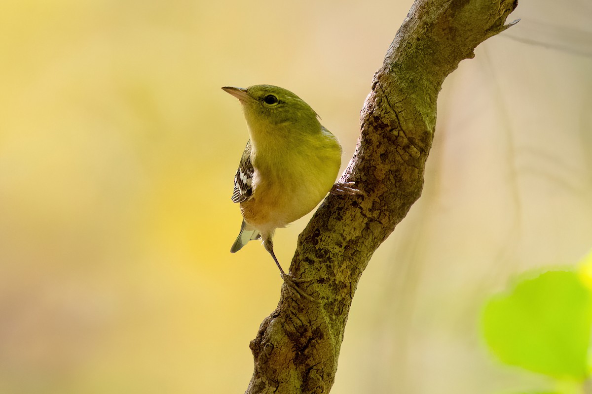 Bay-breasted Warbler - ML492932441