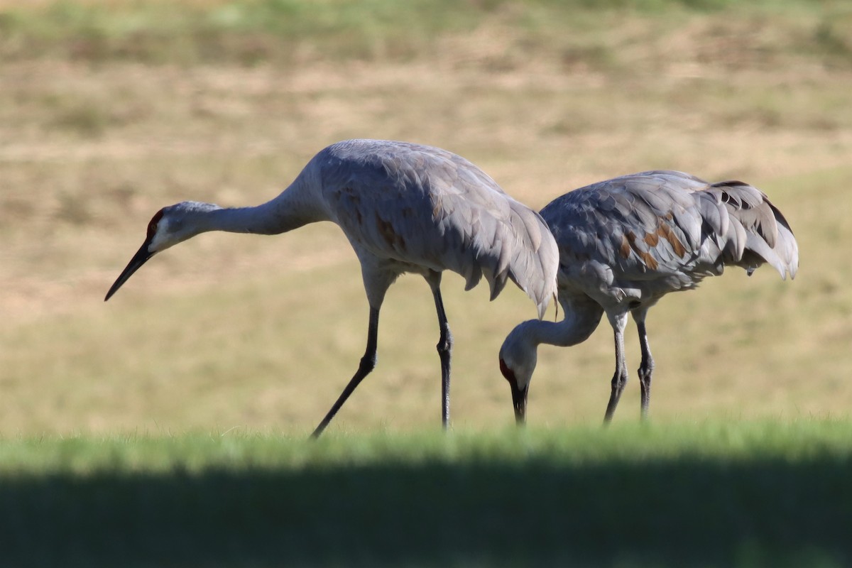 Sandhill Crane - ML492932901