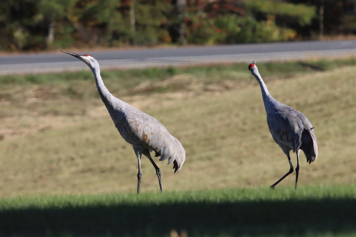 Sandhill Crane - ML492932931