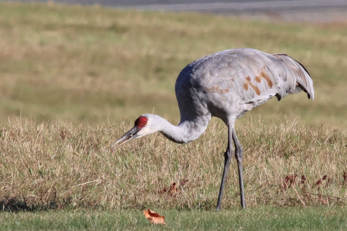 Sandhill Crane - ML492932951