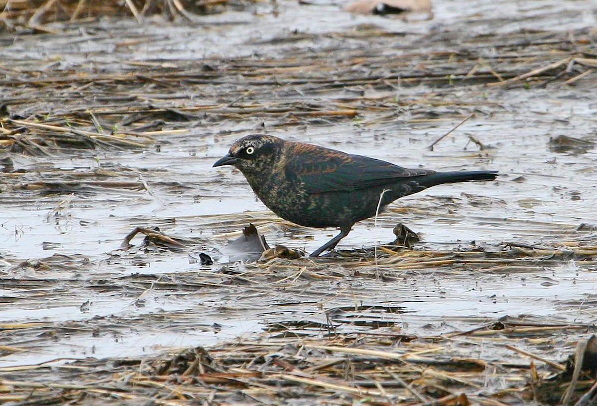 Rusty Blackbird - ML492934811