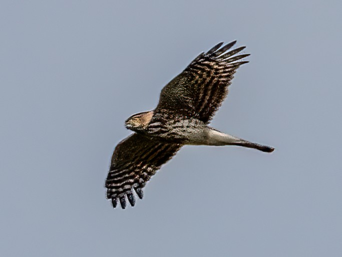 Sharp-shinned Hawk - ML492935461