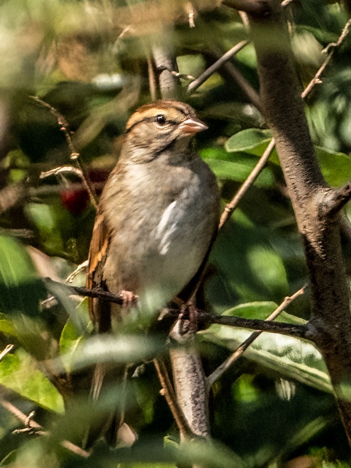 Chipping Sparrow - ML492935781