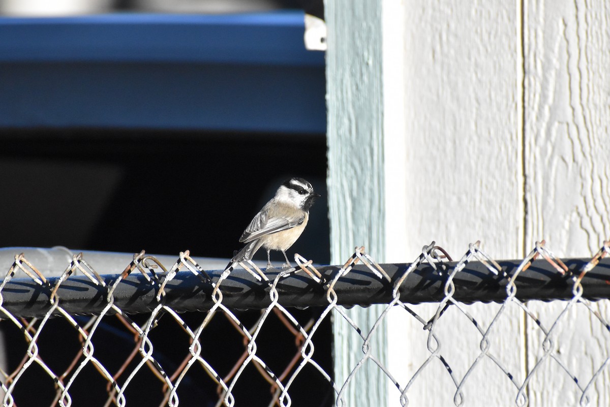 Mountain Chickadee - ML492936301