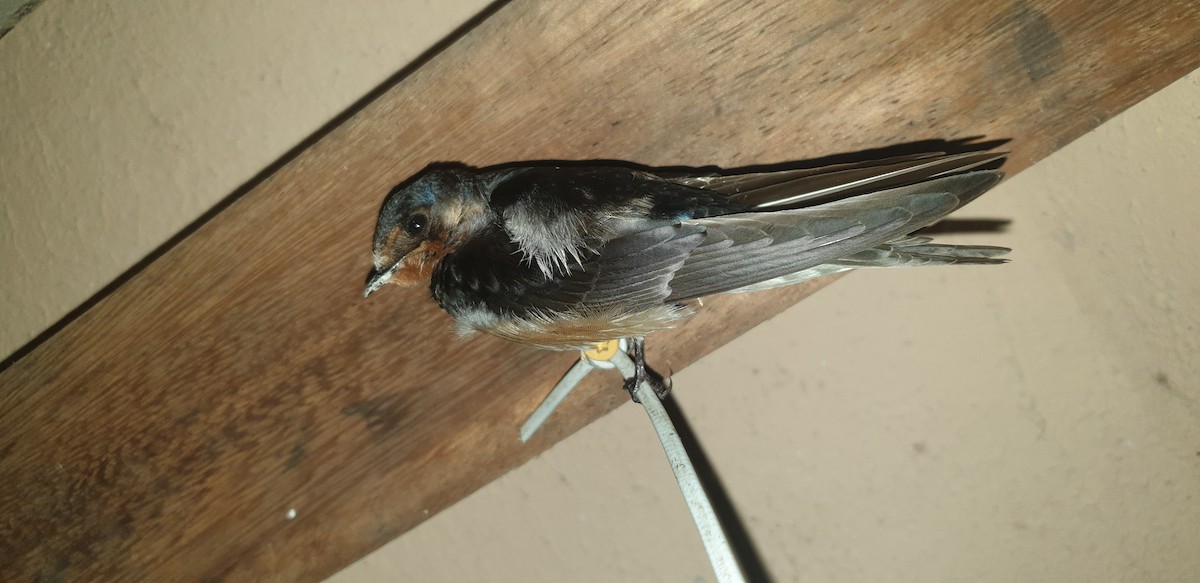 Barn Swallow - ML492937411