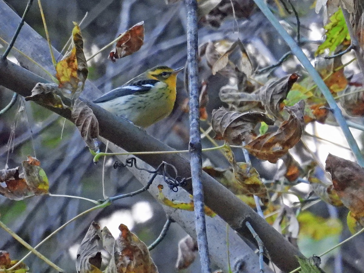 Blackburnian Warbler - ML492937921