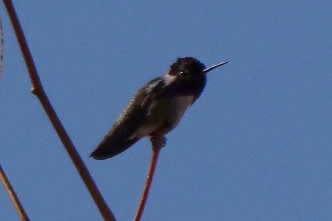 Costa's Hummingbird - ML49293841
