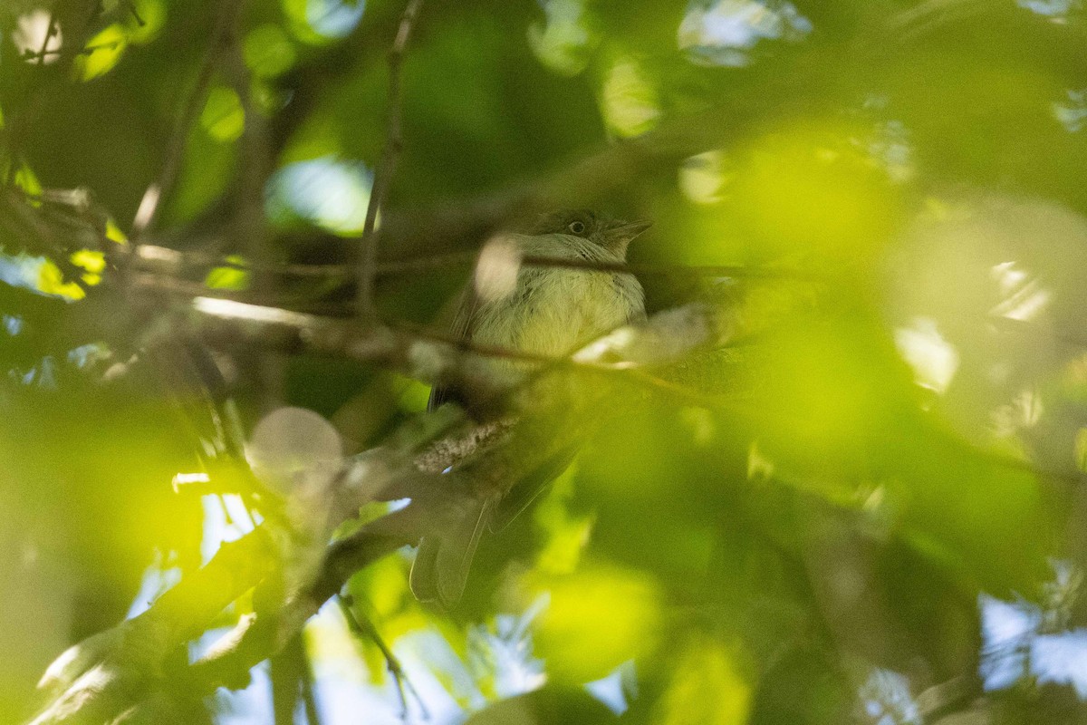 Sulphur-bellied Tyrant-Manakin - ML492940931