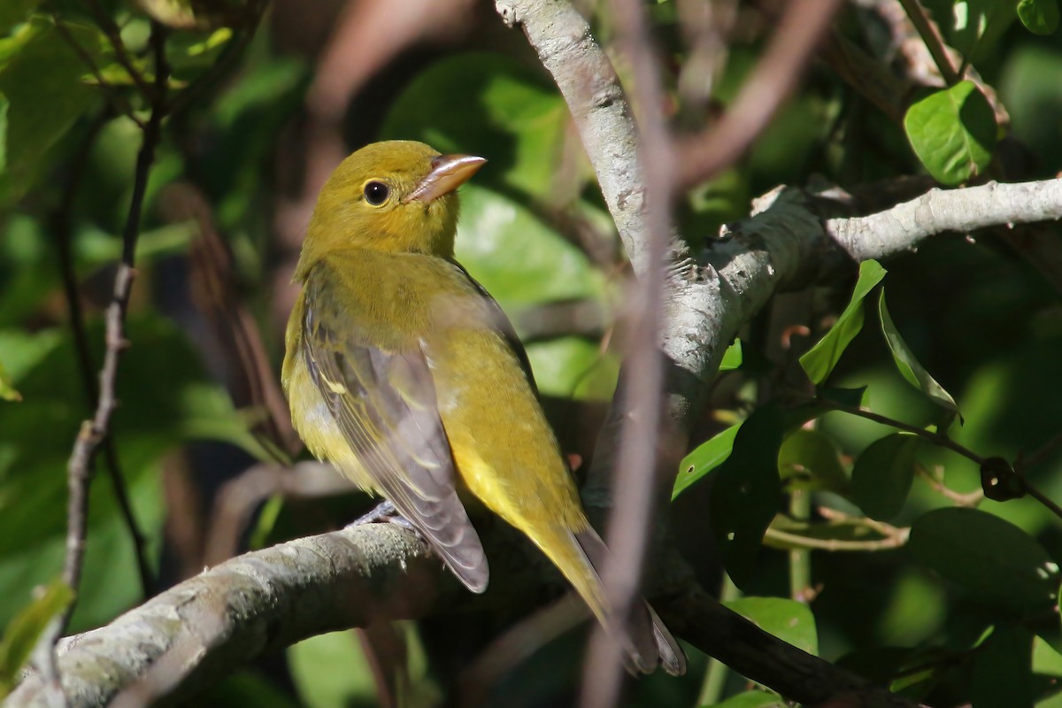 Scarlet Tanager - ML492941821