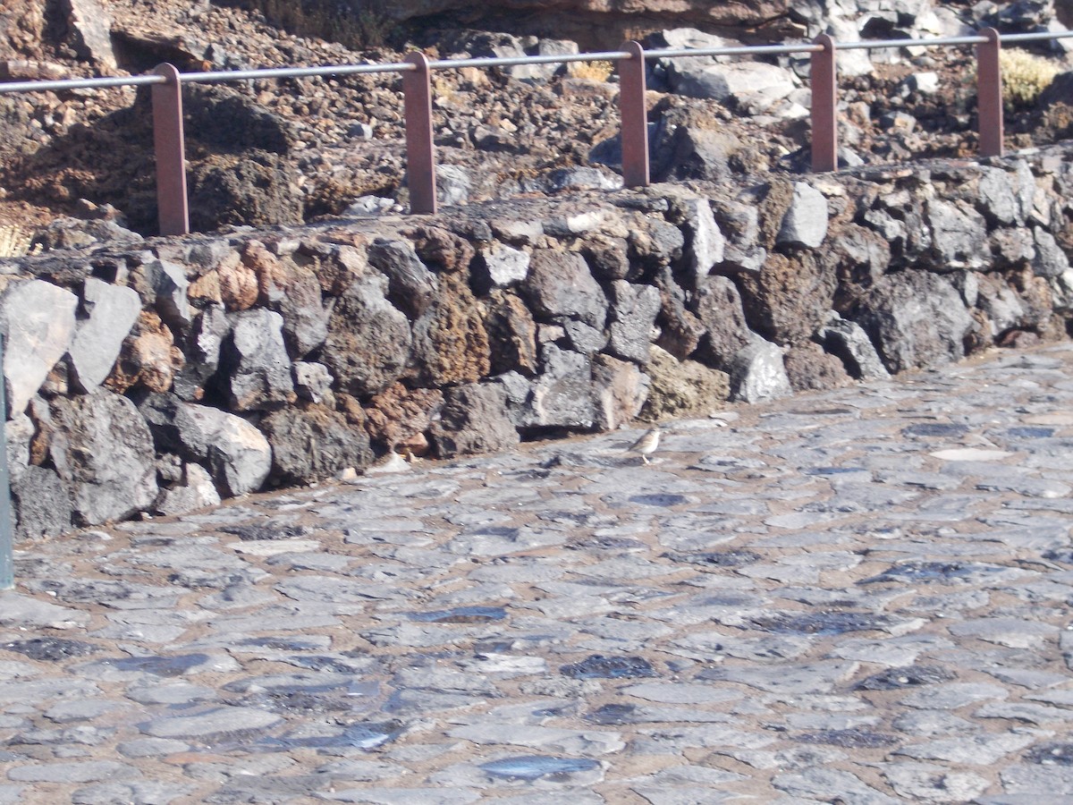 Berthelot's Pipit - ML49294271