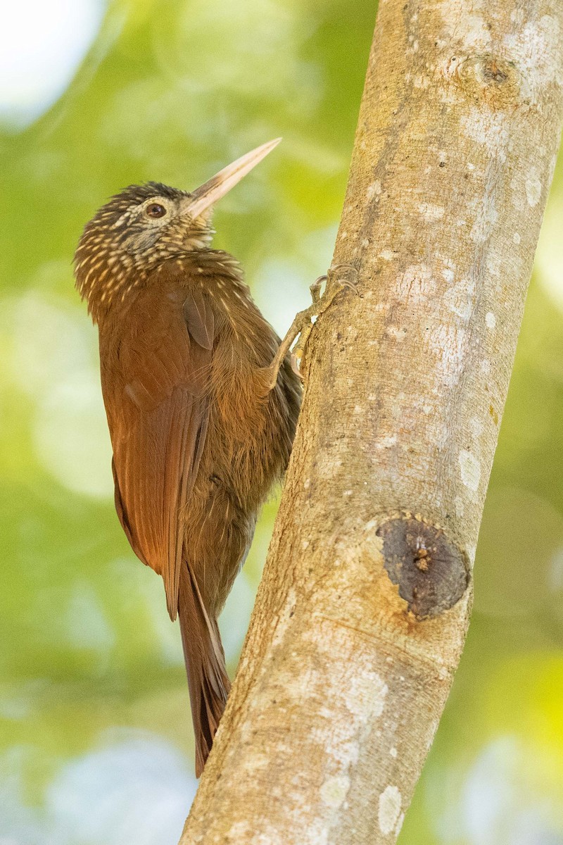 Straight-billed Woodcreeper - ML492942971