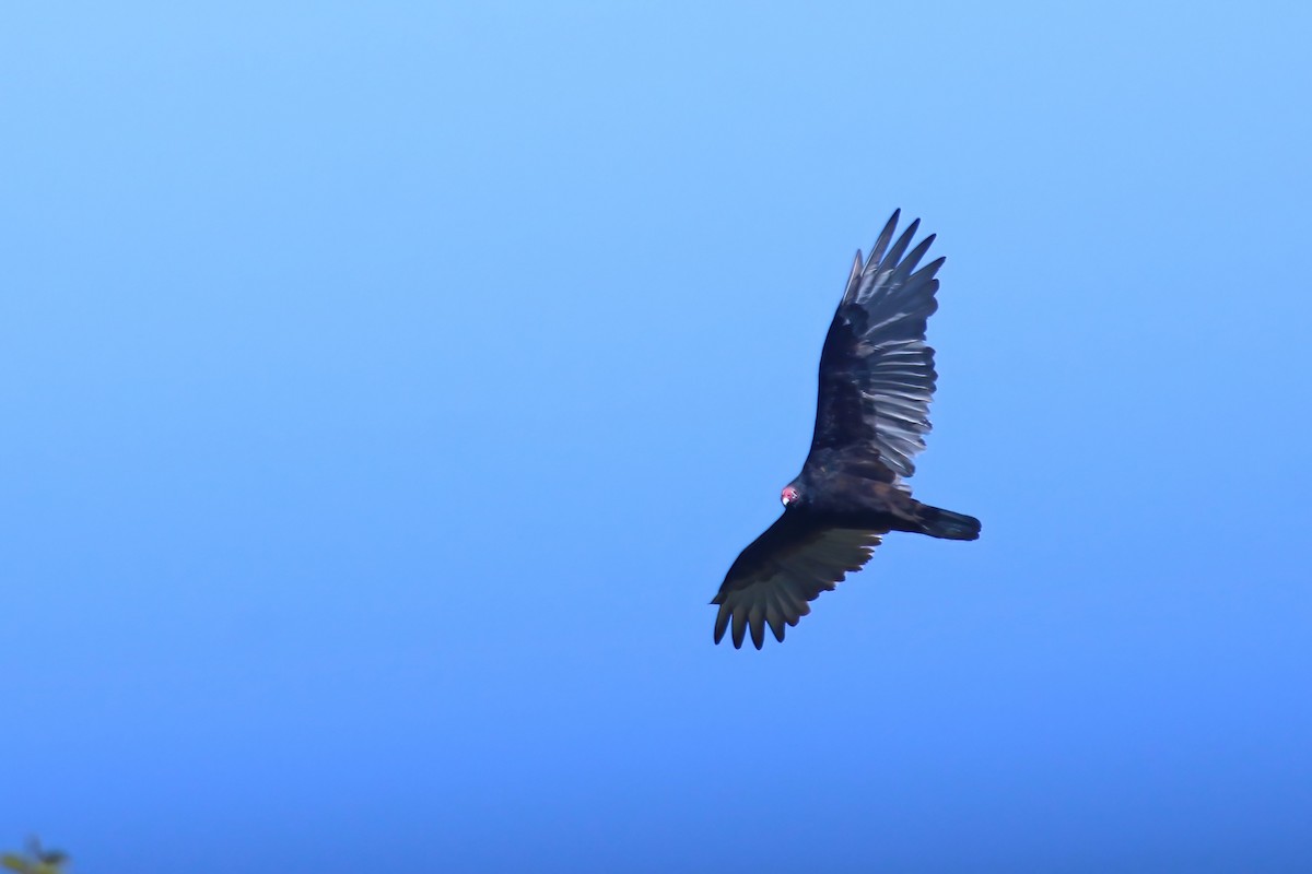 Turkey Vulture - ML492943031