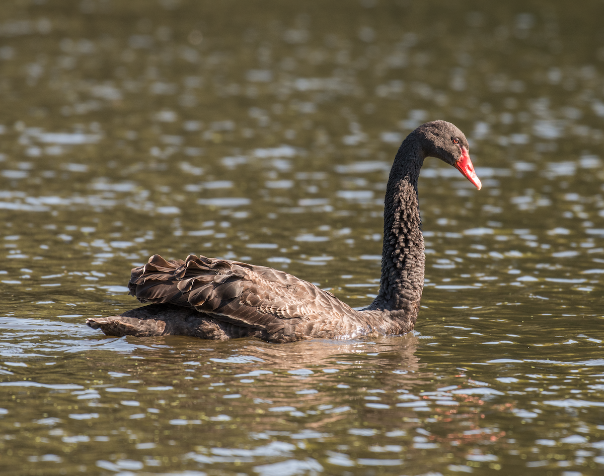 Black Swan - ML492943091