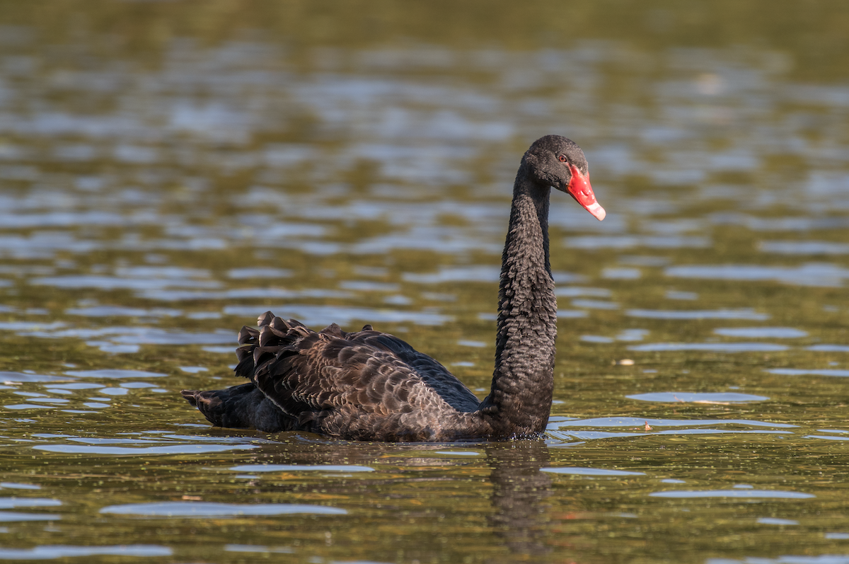 Black Swan - ML492943431