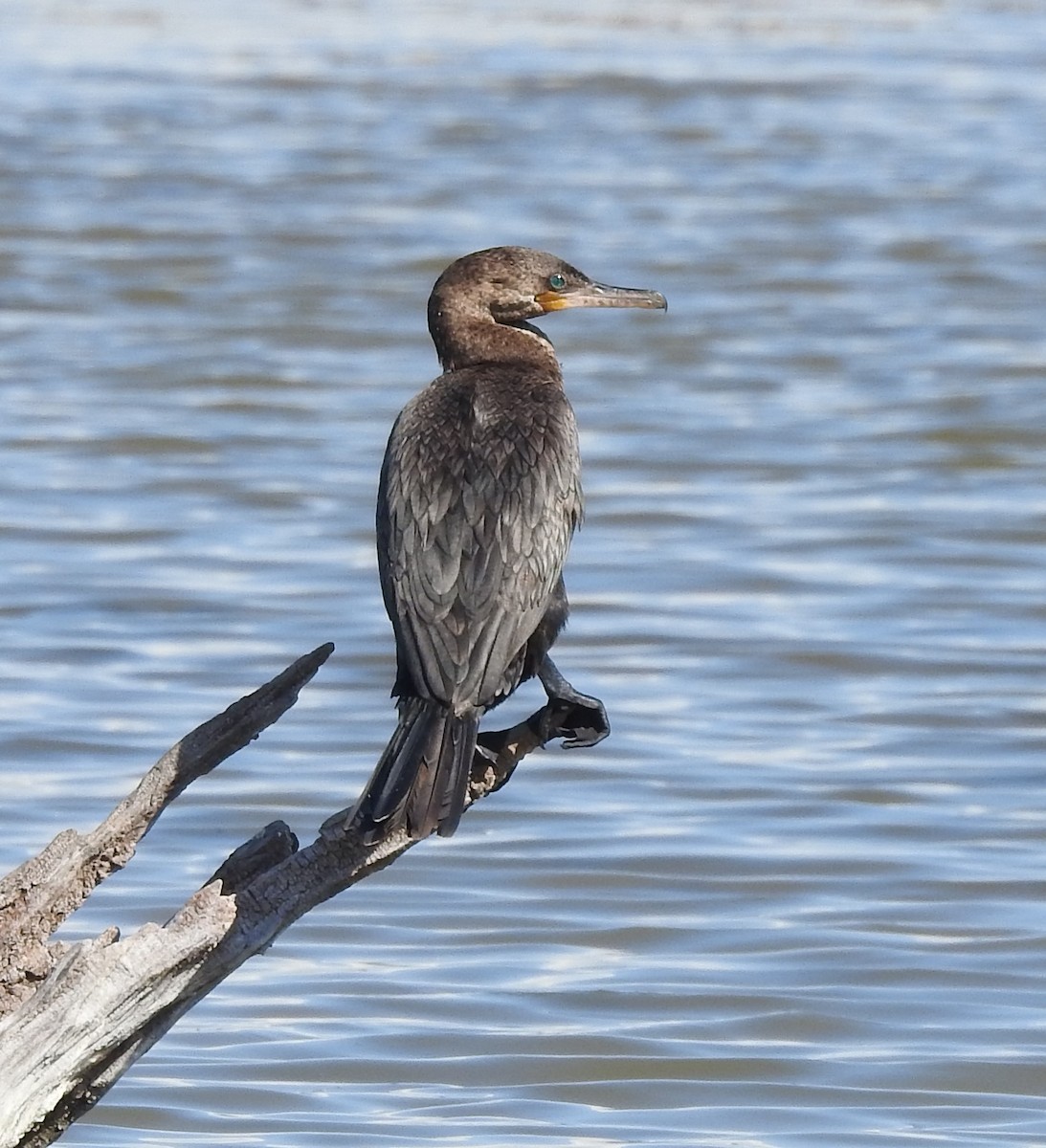 Neotropic Cormorant - ML492943471