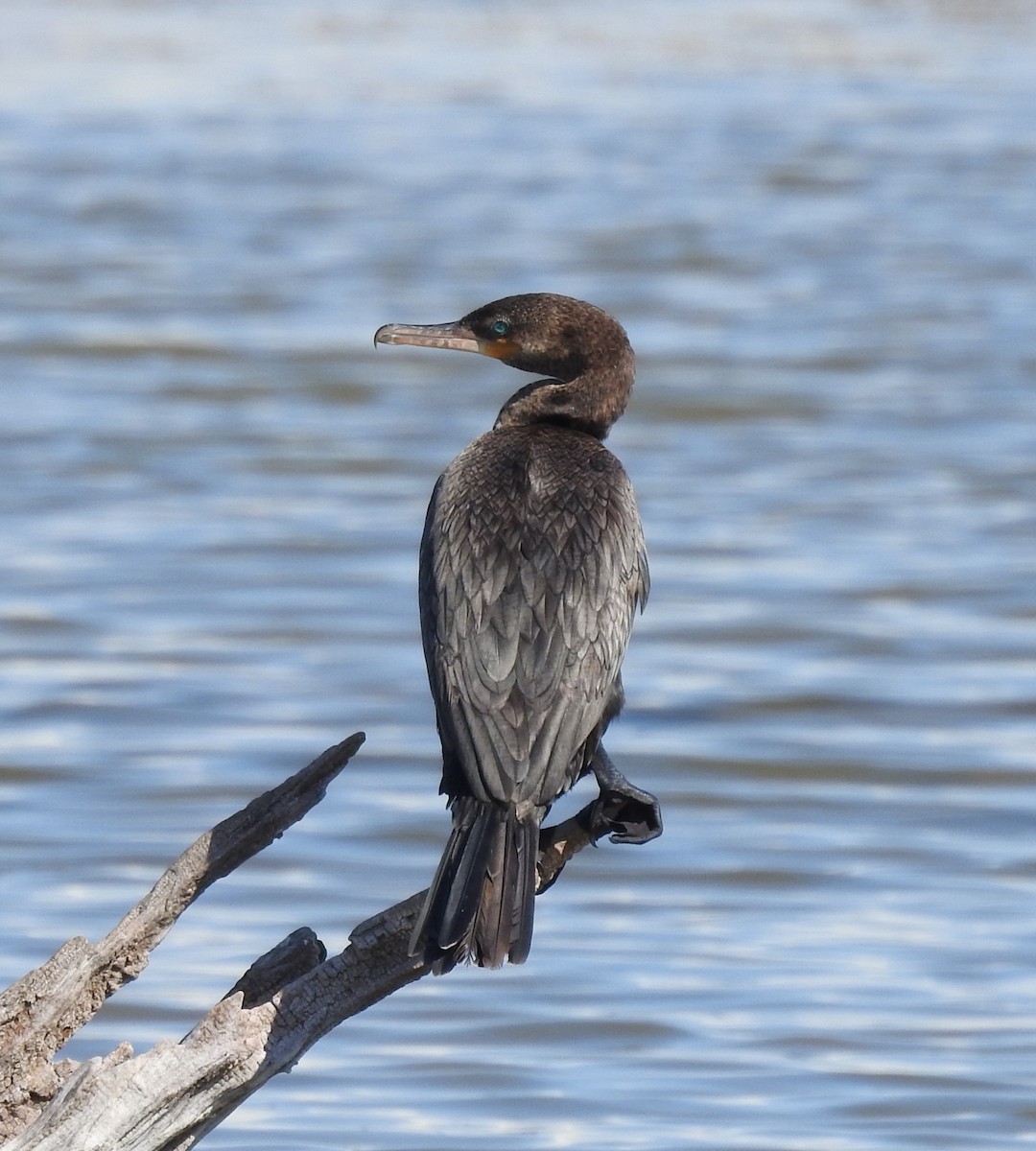 Neotropic Cormorant - ML492943491