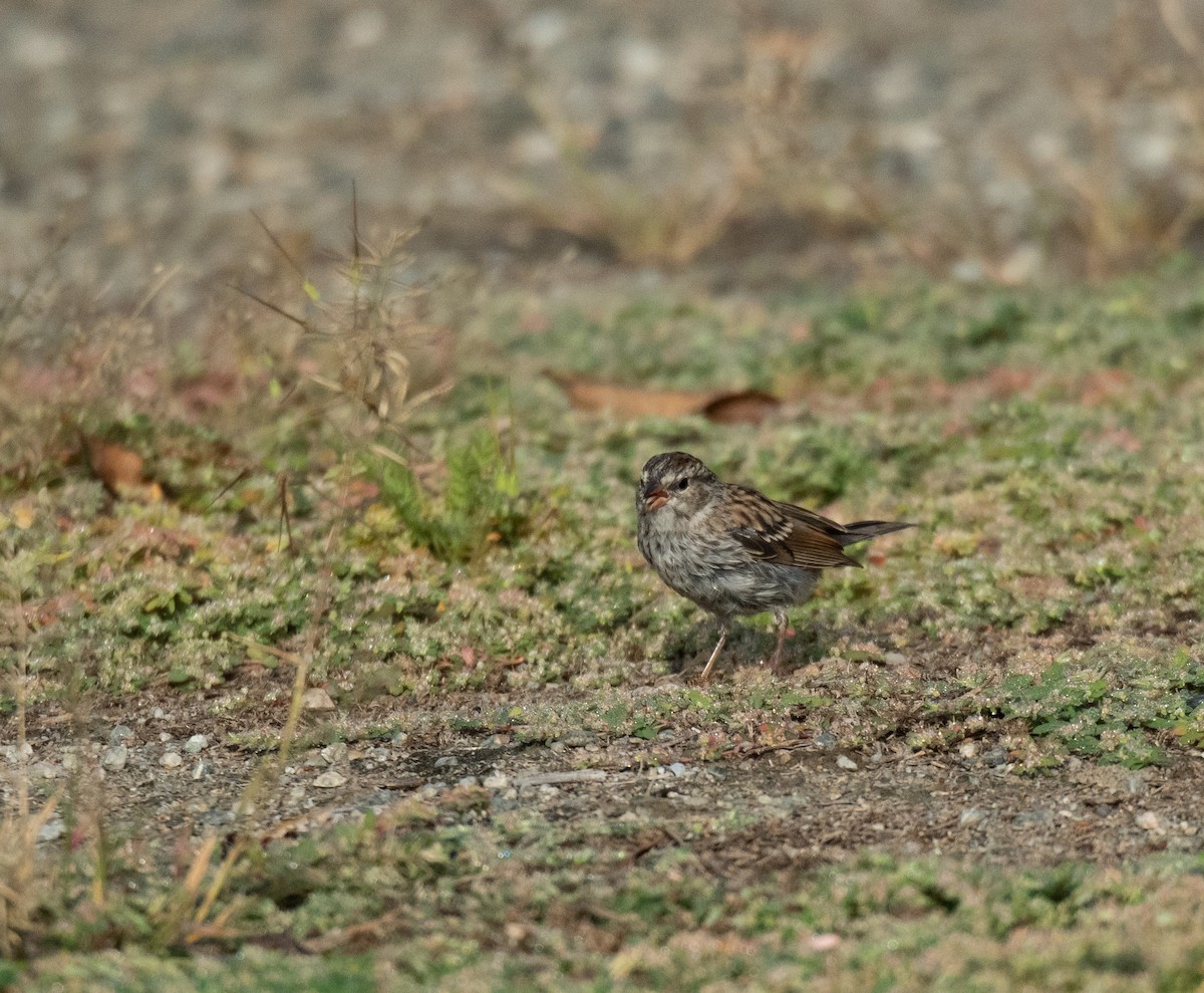 Chipping Sparrow - ML492943501