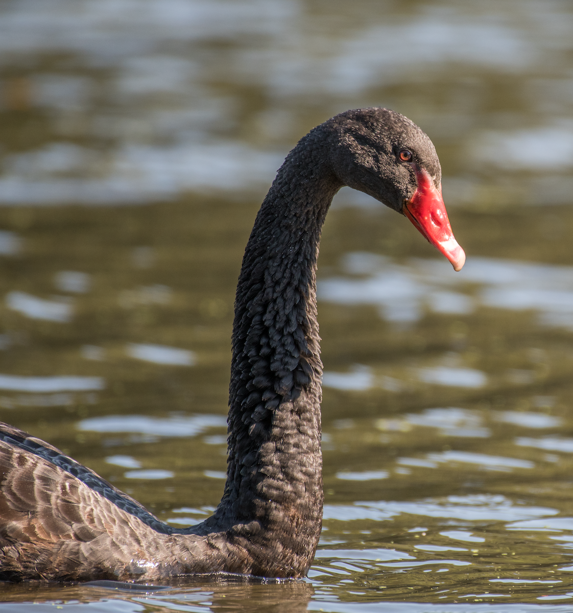 Black Swan - ML492943551