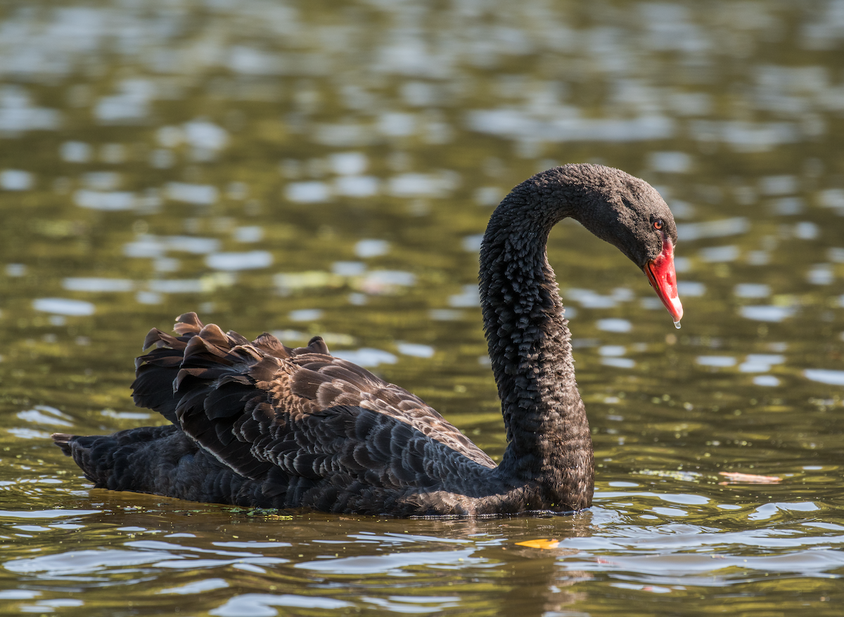Black Swan - ML492943961