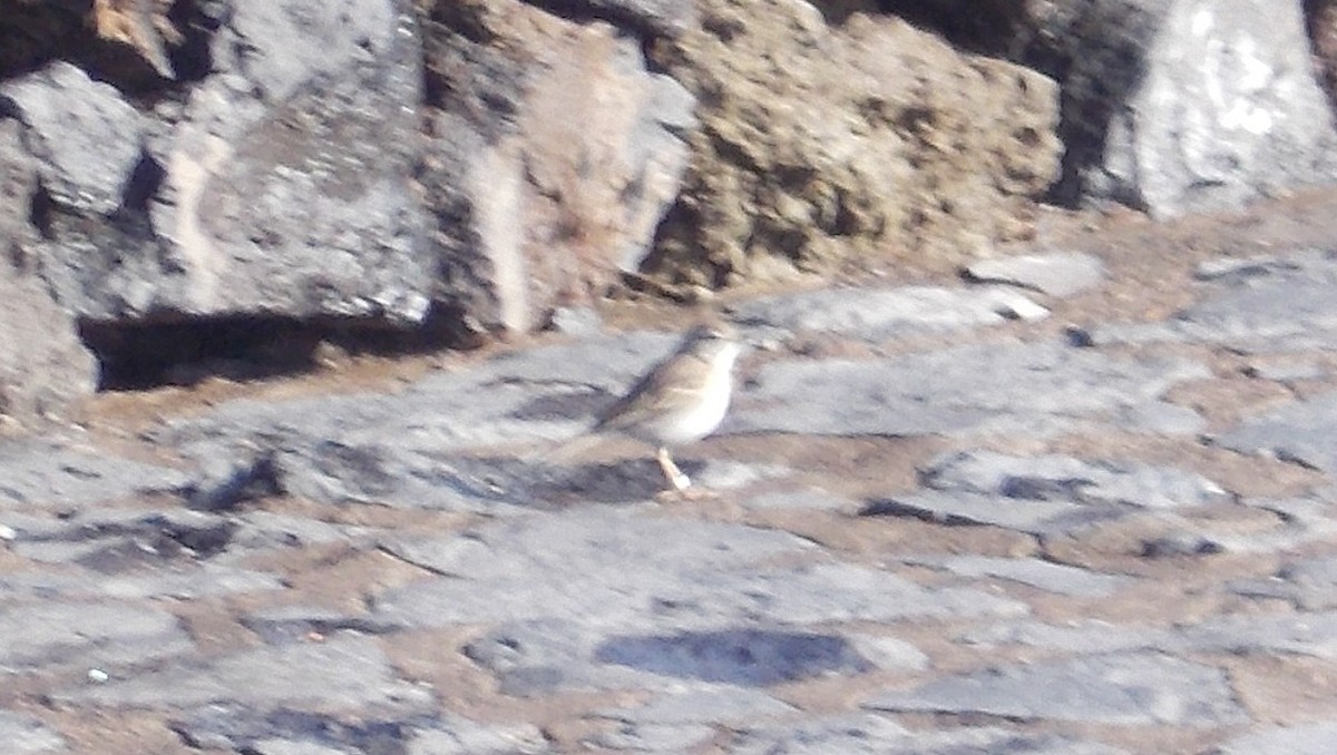 Berthelot's Pipit - ML49294411