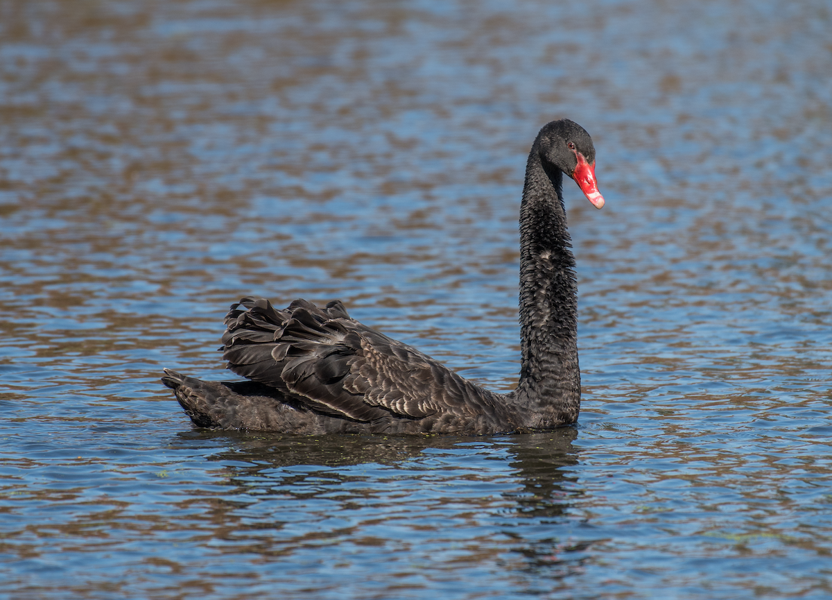 Black Swan - ML492944131