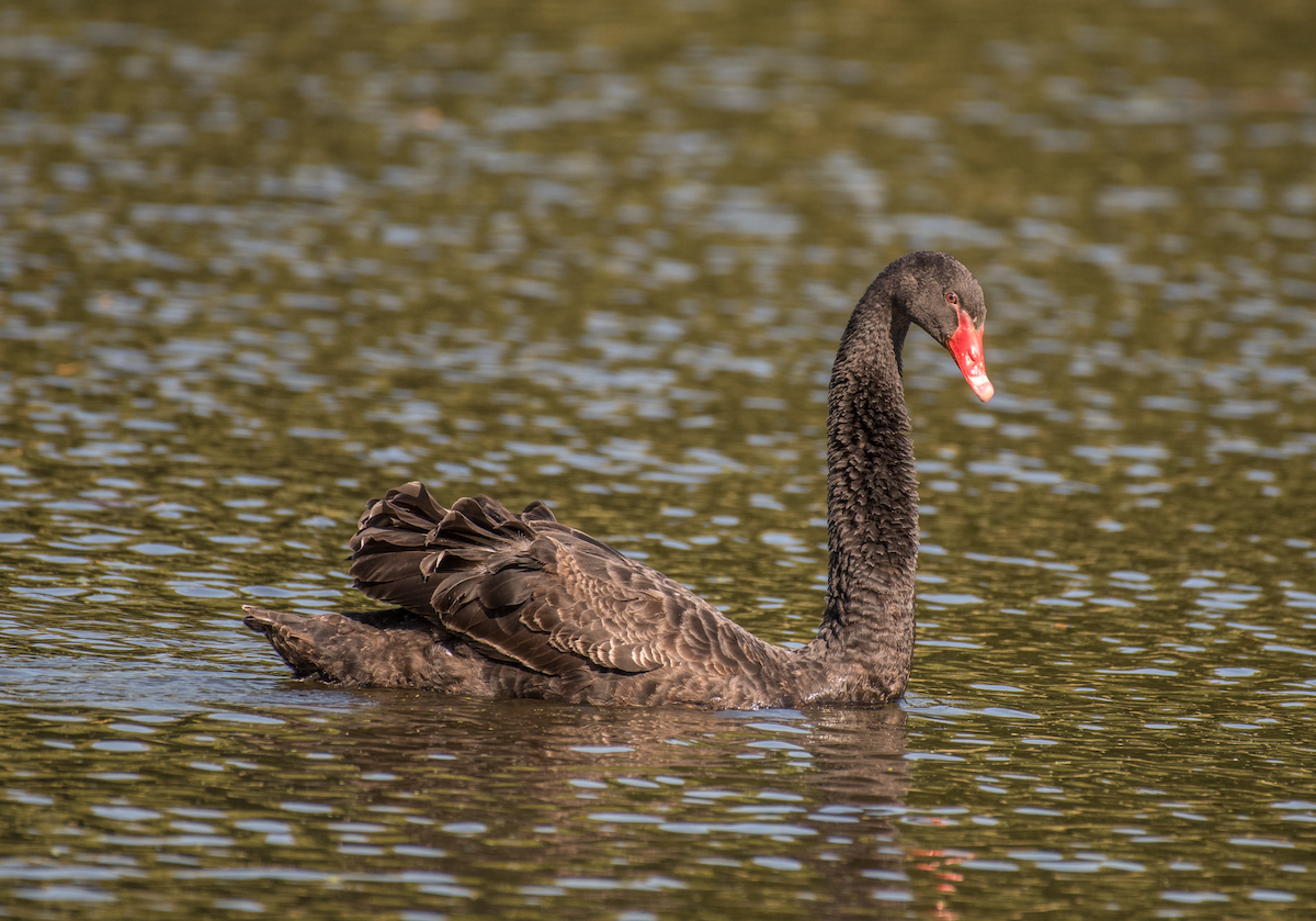 Black Swan - ML492944191