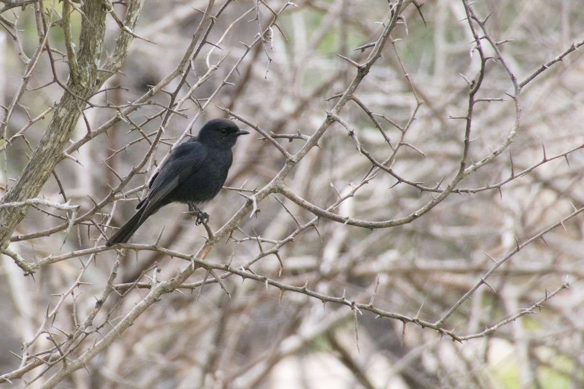 Southern Black-Flycatcher - ML492944211