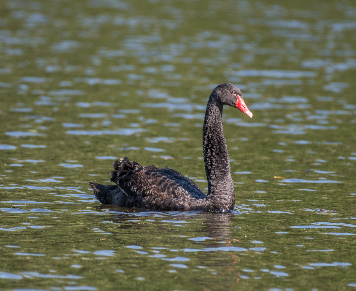Black Swan - ML492944381