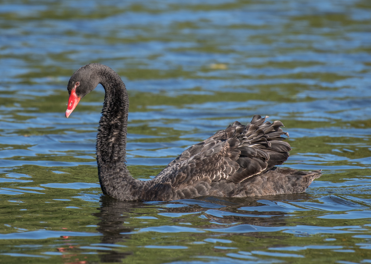 Black Swan - ML492944561