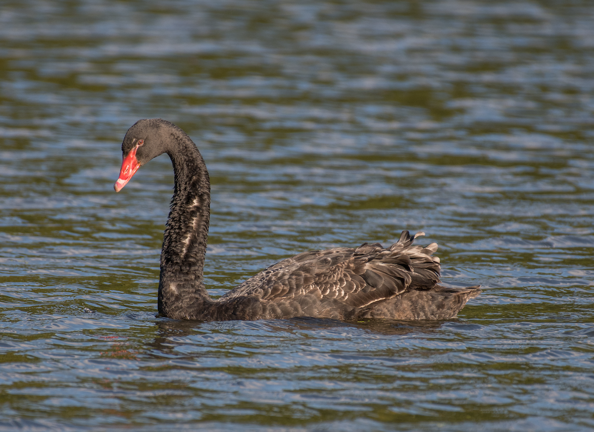 Black Swan - ML492944601