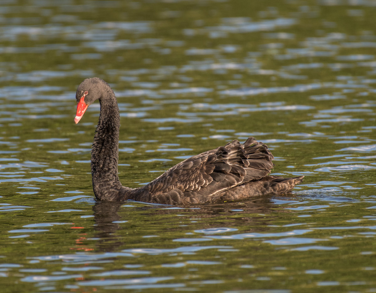Black Swan - ML492944691
