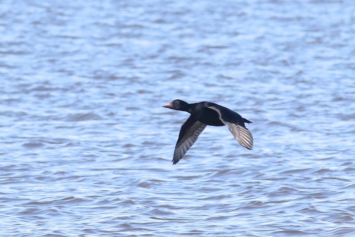 Common Scoter - ML492944731