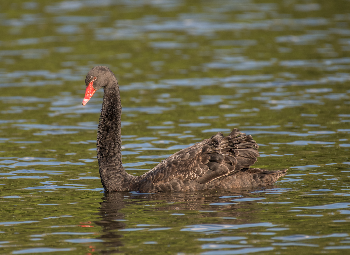 Black Swan - ML492944791