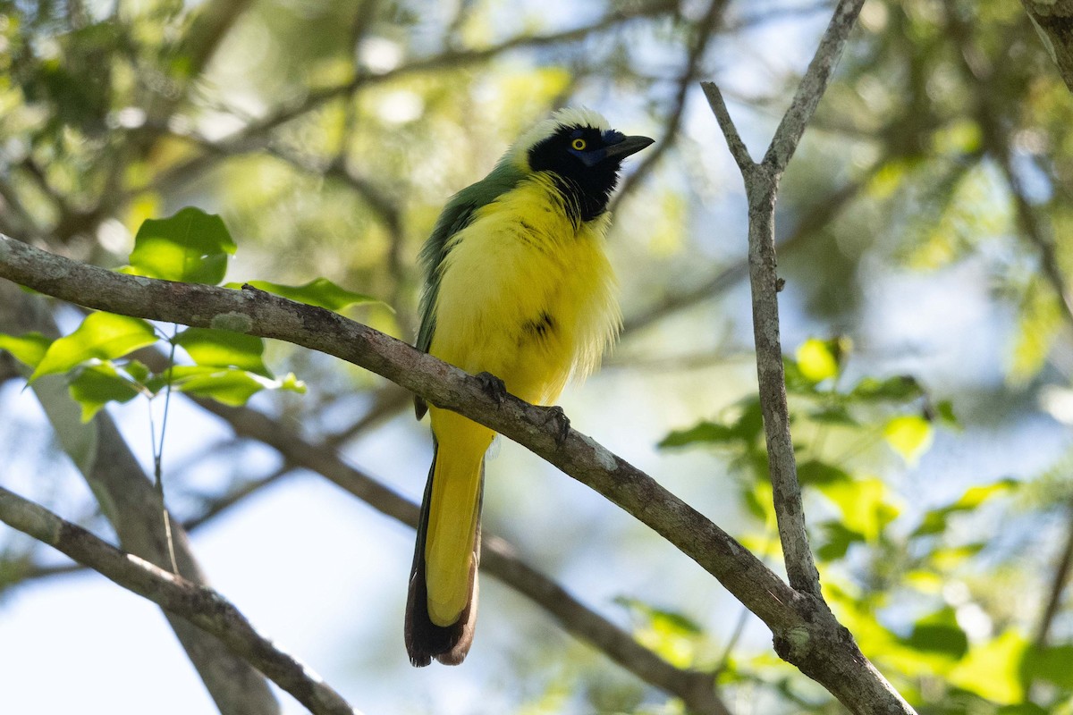 Green Jay - ML492944801