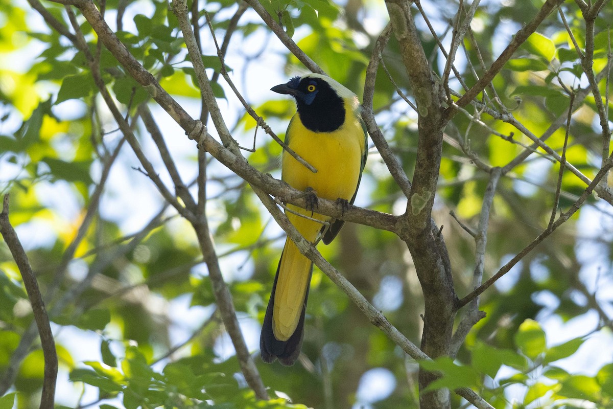 Green Jay - ML492944811