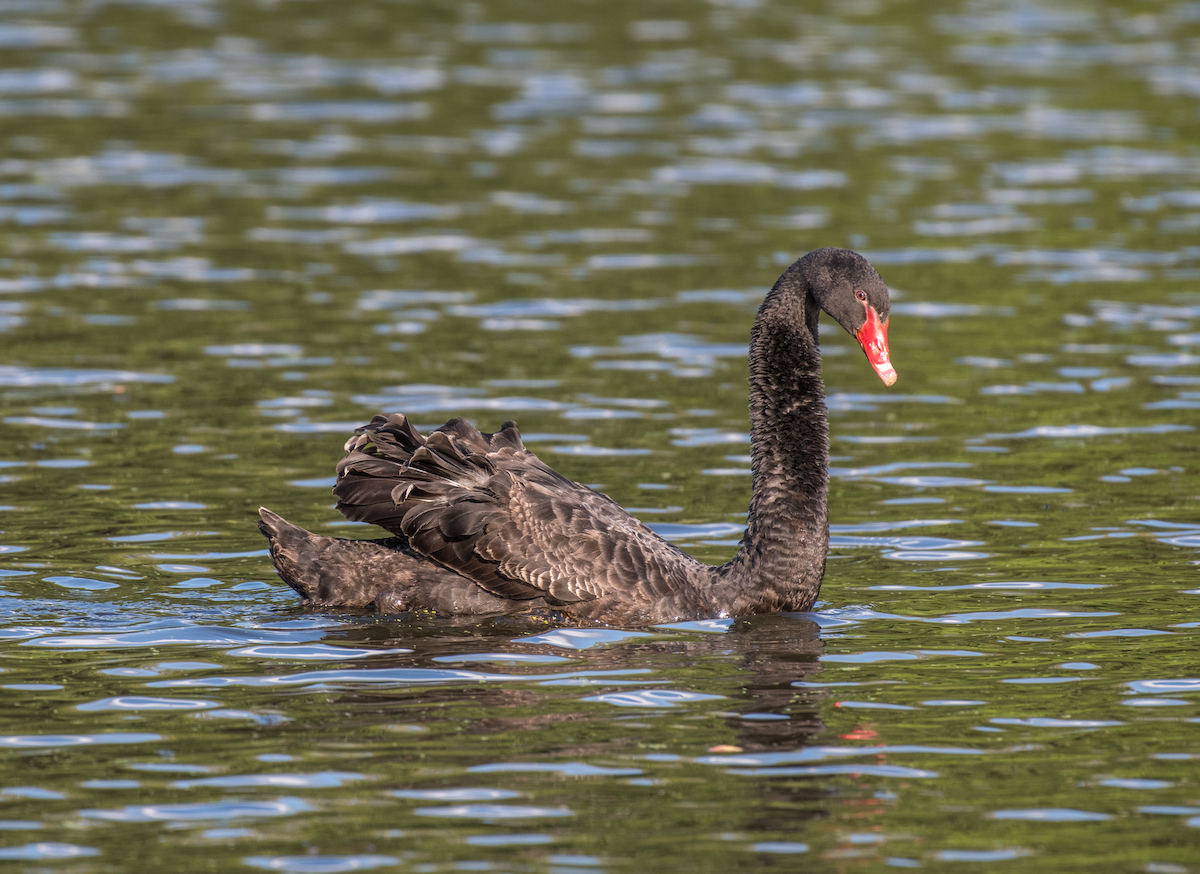 Black Swan - ML492944861