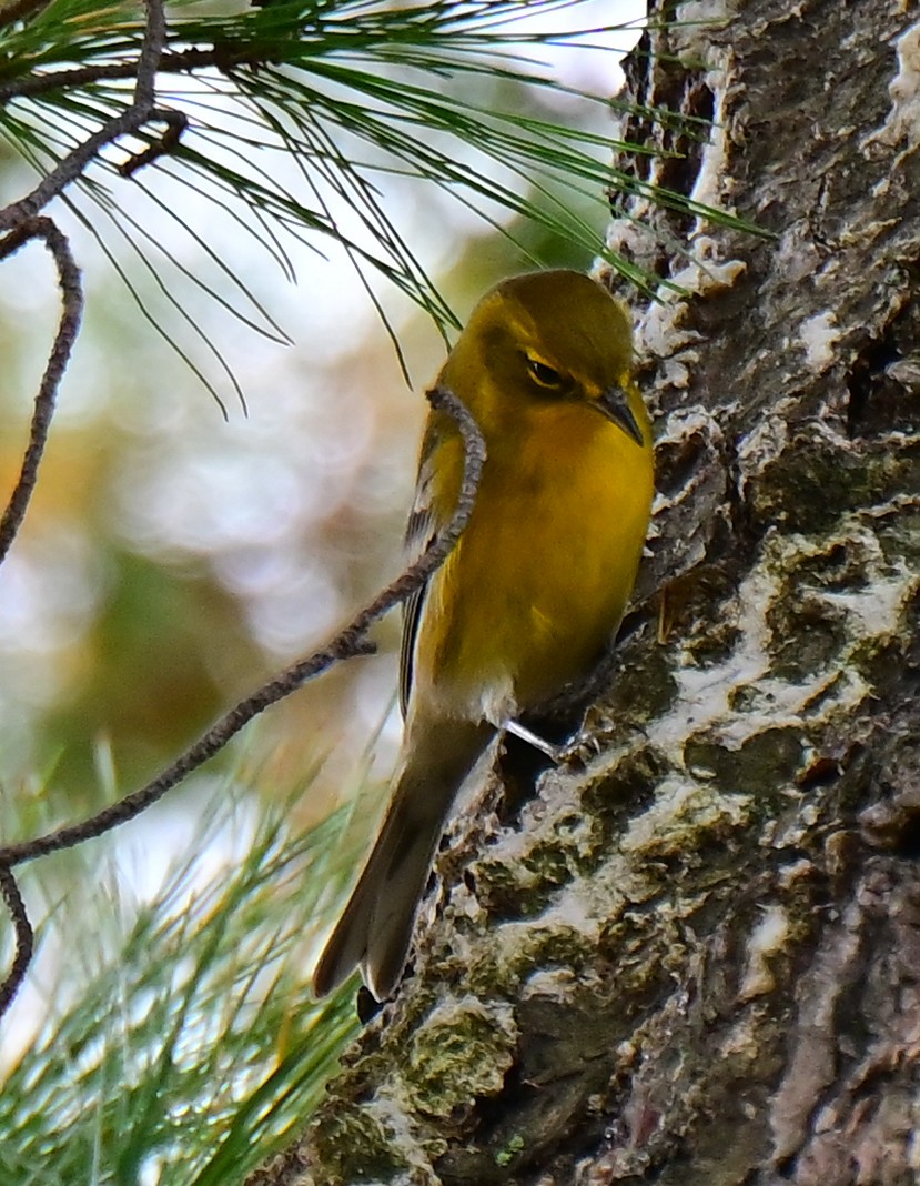 Pine Warbler - Chrystal & John Shields