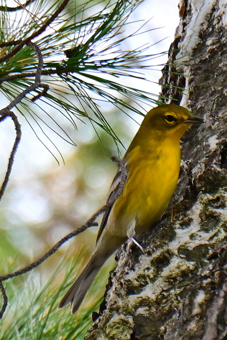 Pine Warbler - Chrystal & John Shields