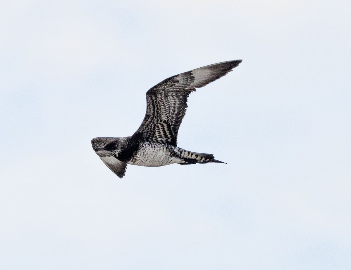 Parasitic Jaeger - Melanie Gaddy