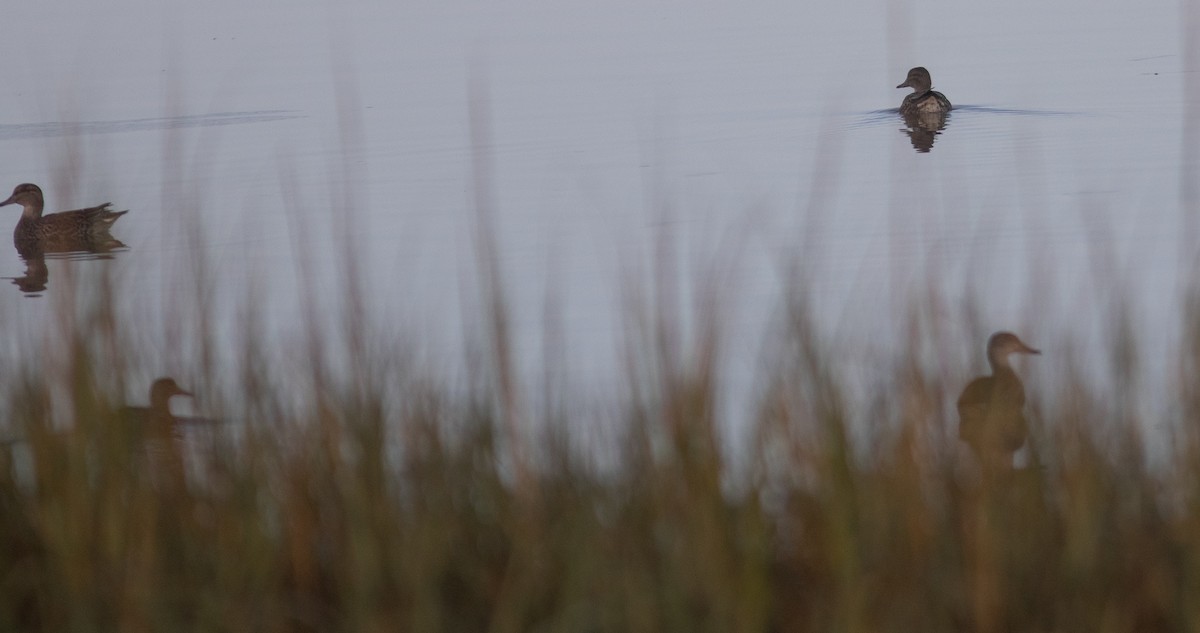 Green-winged Teal - benny albro