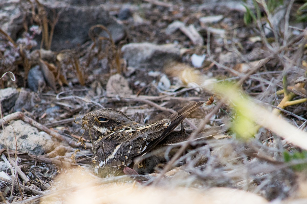 Slender-tailed Nightjar - ML49295141